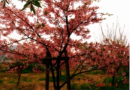 The cherry blossoms in bloom