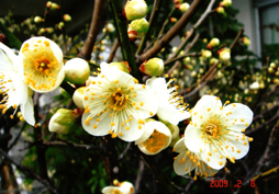 The plum blossoms having opened